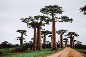 madagaskara